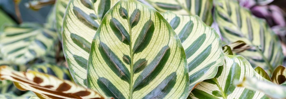 Grüne Blätter mit gelben Streifen